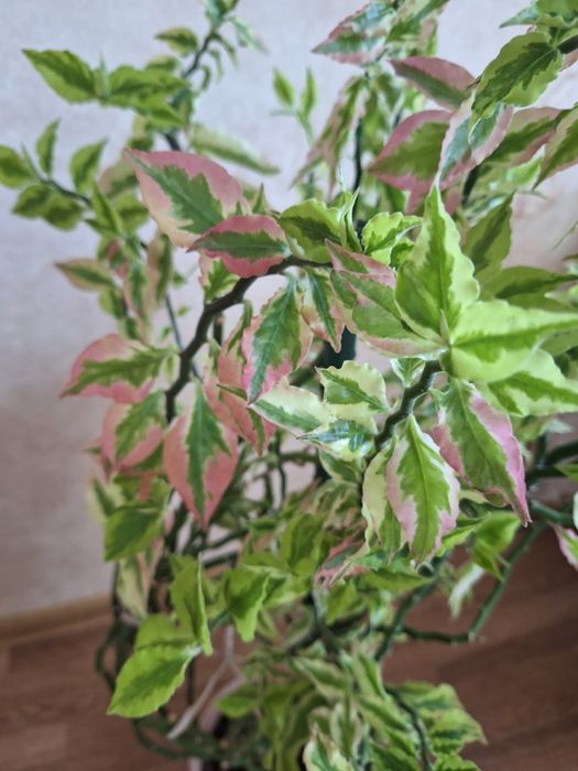 Педилантус или хребет дракона