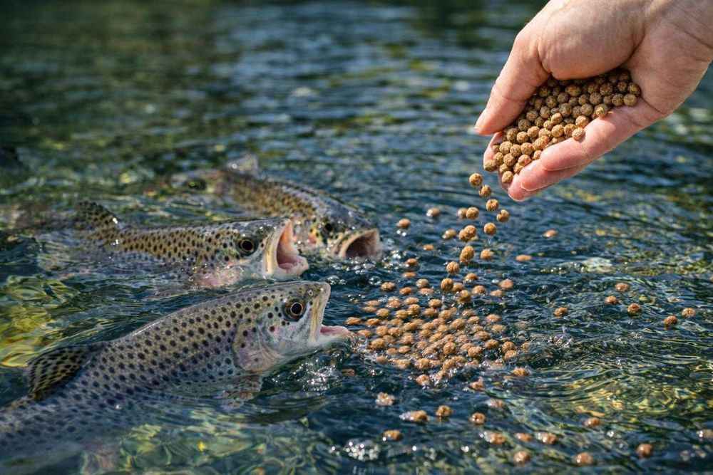 Экструдированный продукционный корм для форели