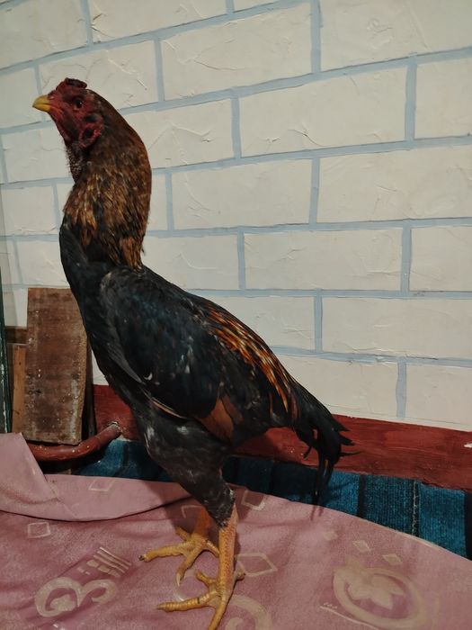 Dakan xo'roz sotiladi