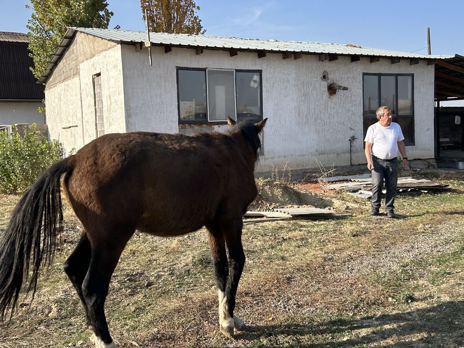 Продам лошадей