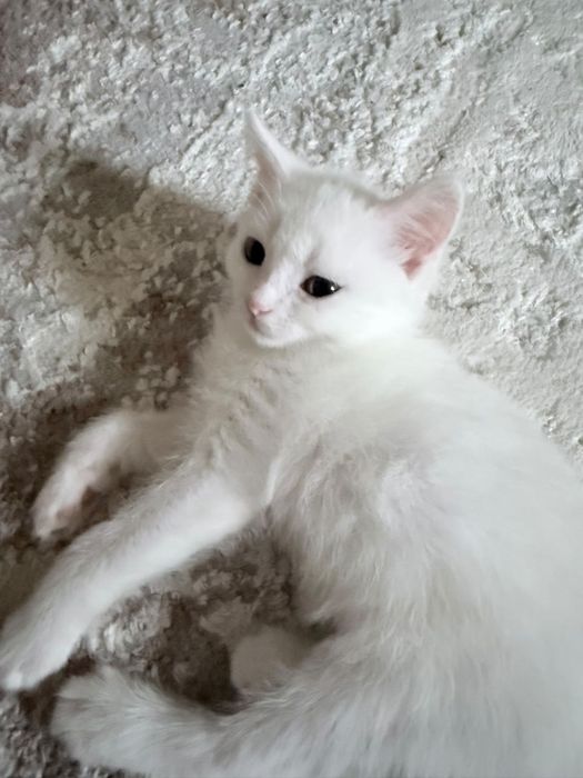 Котята, мальчик и девочка