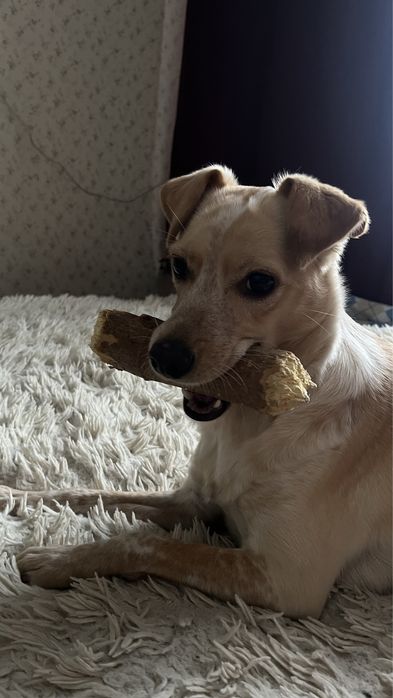 Девочка Молли ищет дом