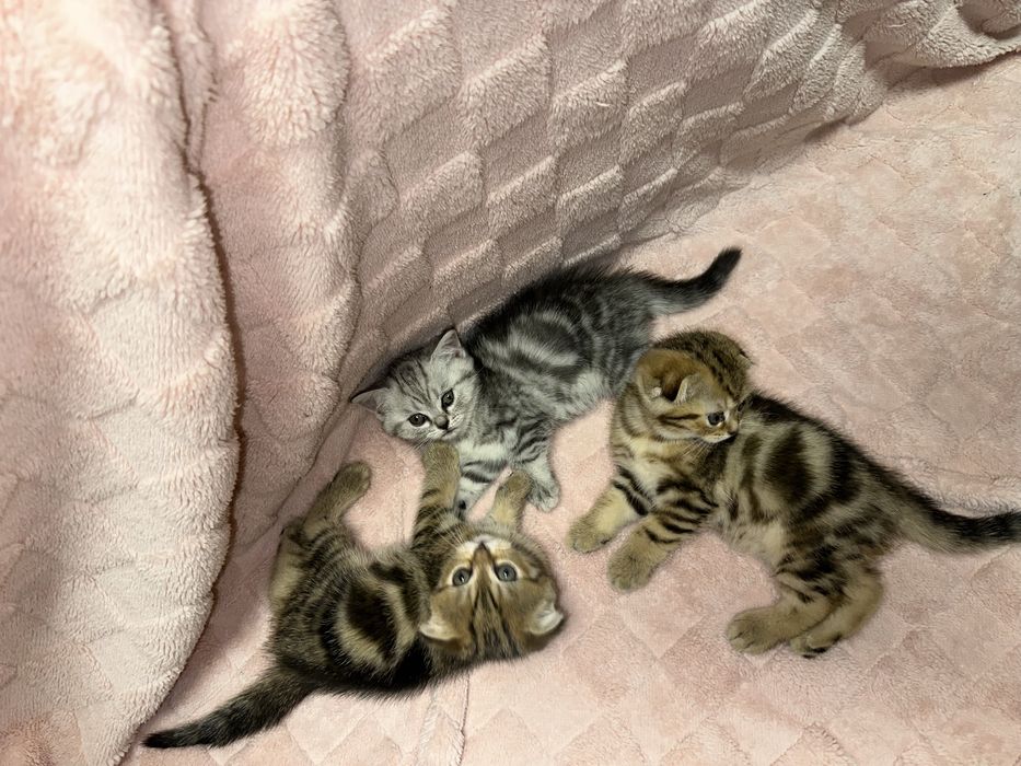 Вислоухие котята