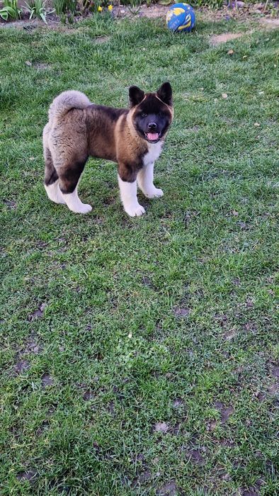 Disponibil Akita American