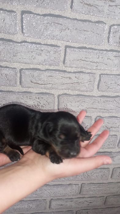 Щенки таксы бронь