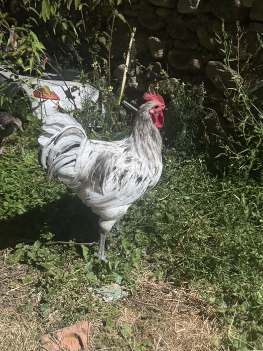Cocoși Australop și alte rase