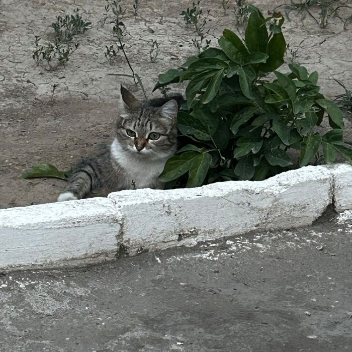 Отдам даром хорошую кошечку