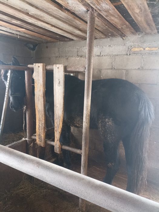 Продам лошадей ...