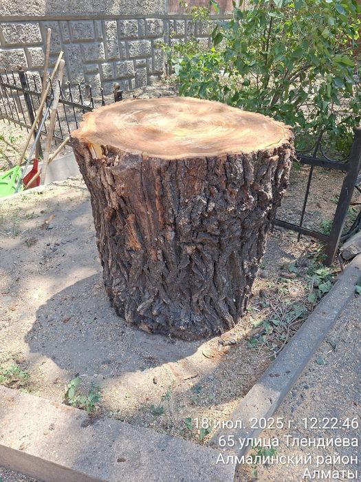 Продам пеньки карагача