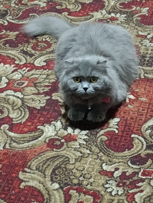 Шотланский скотиш фолд