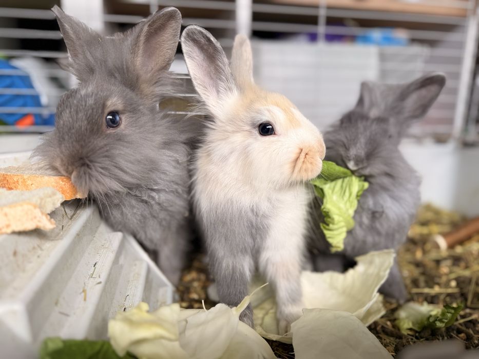 Iepuri de vanzare + cusca