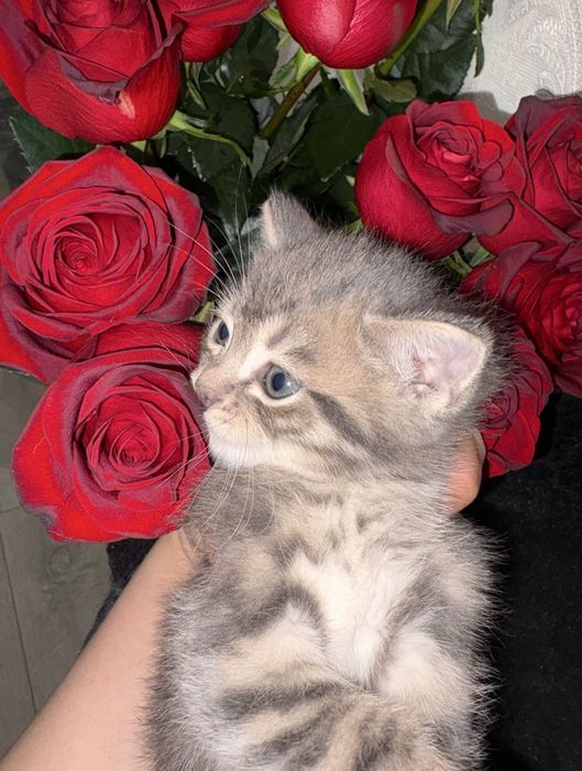 Котёнок Мальчик 1,5 мес