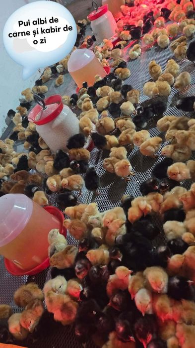 Puiuți de o zi disponibili