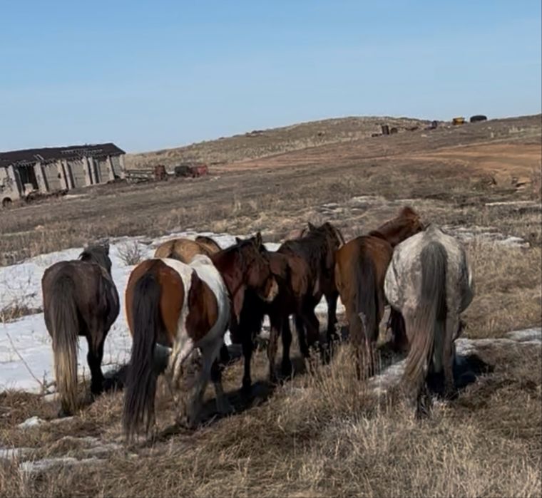 Продам 12 голов лошадей