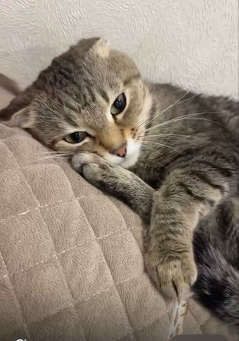 Присраивается котик мальчик