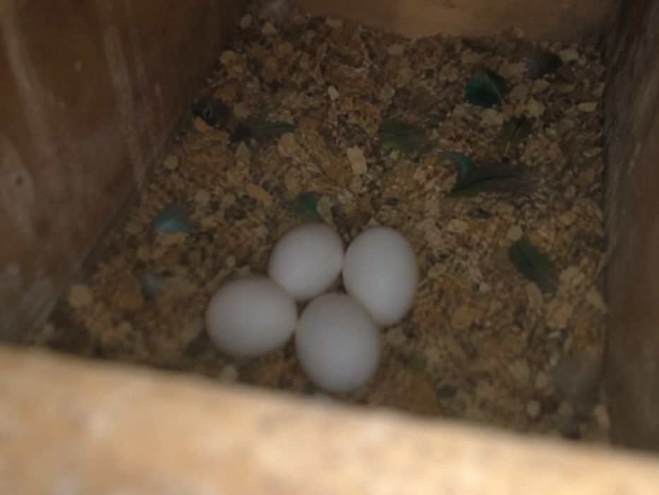 Pereche adulta Conure (Pyrrhura Molinae)