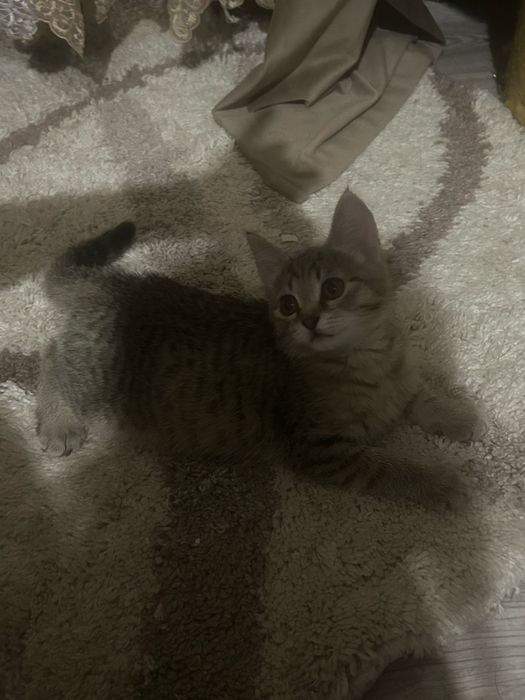 Котята Бесплатно