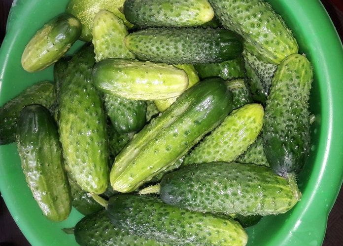 Продам дачные огурцы