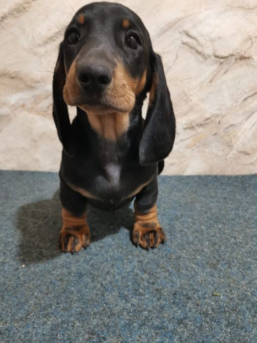 Vând cățel Teckel cu pedigree