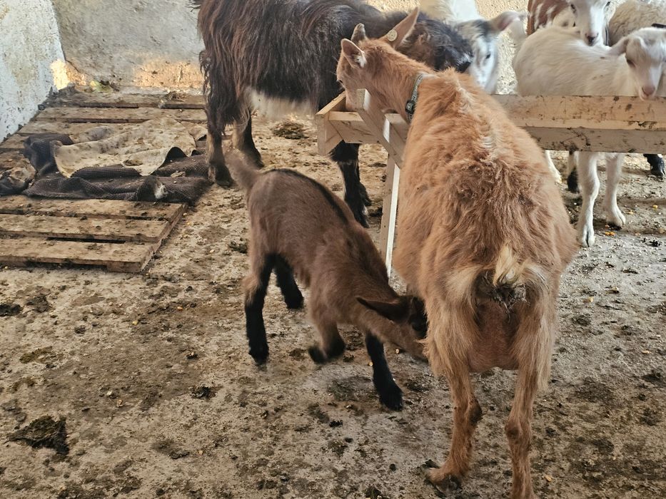 Vand capra cu iadeuta