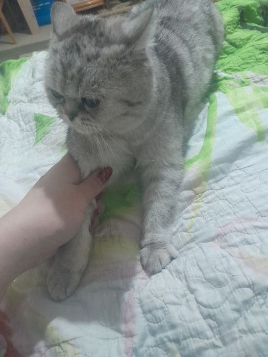 Мысык сатылады срочно