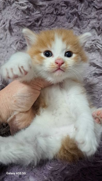 Курильский бобтейл.  Котятв