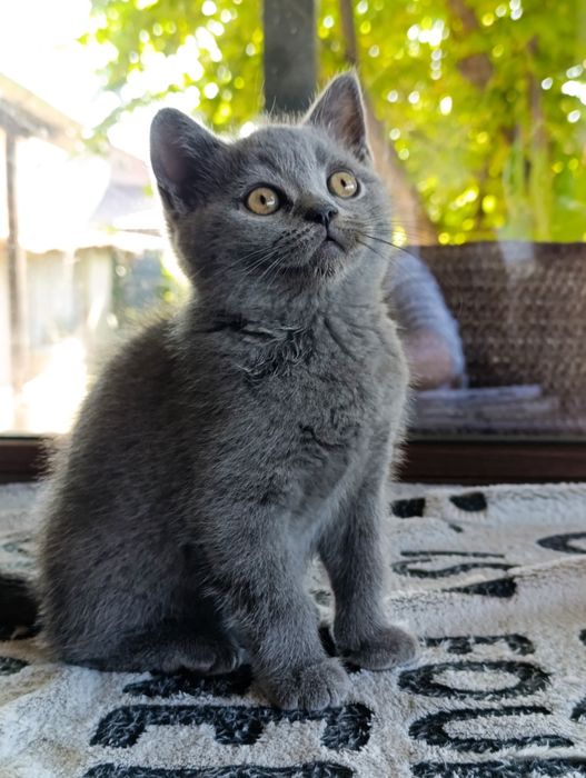 Băiețel British shorthair