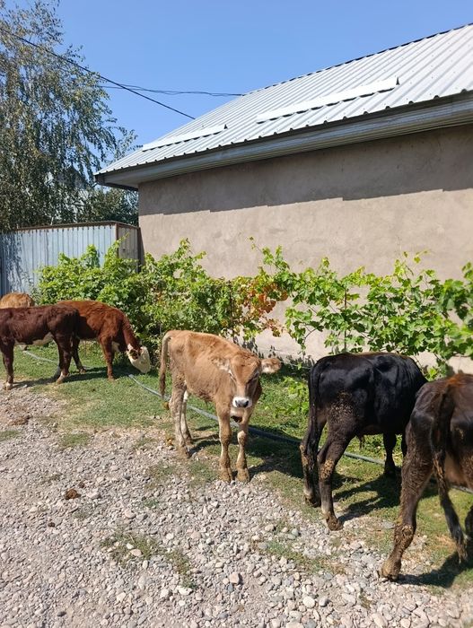 Продаются бычки и тёлочки