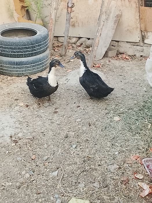 Quyonlar va o'rdaklar