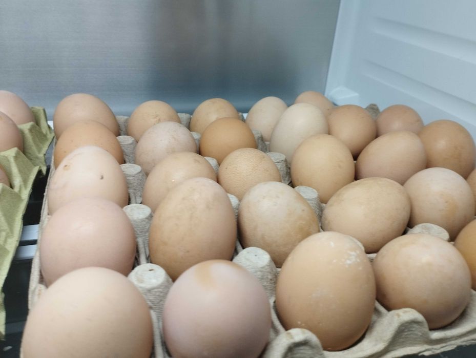 Oua proaspete bio
