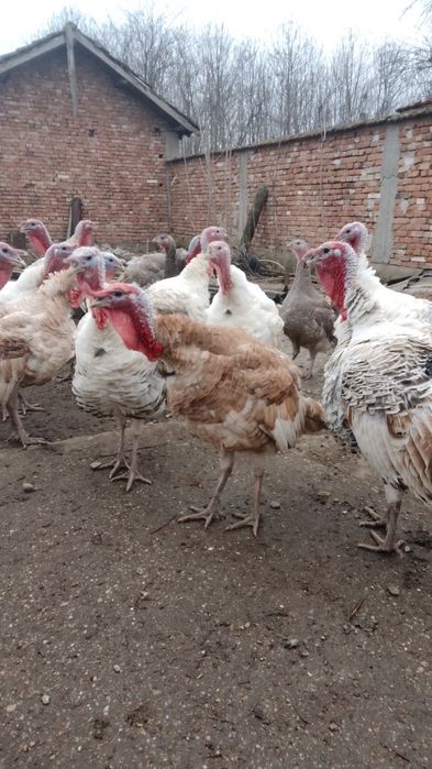 Пуяци и пуйки!!!