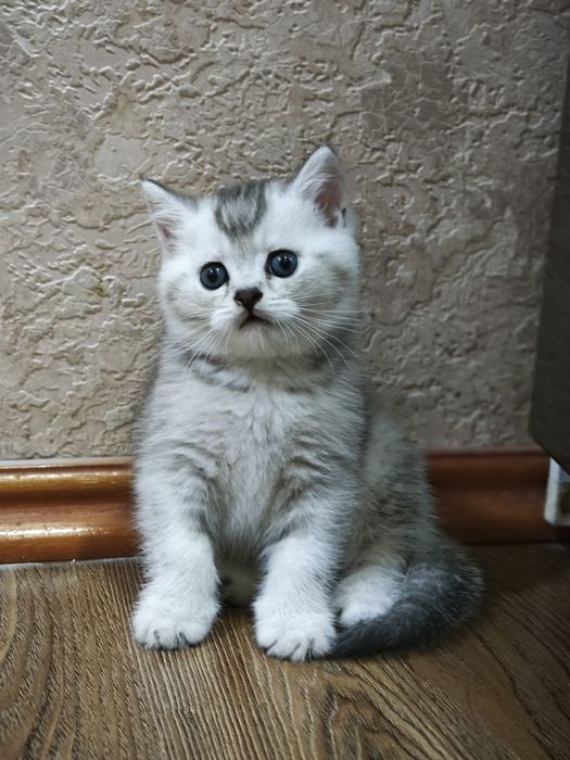 Продается котята шотланские скотиш страйд шиншила