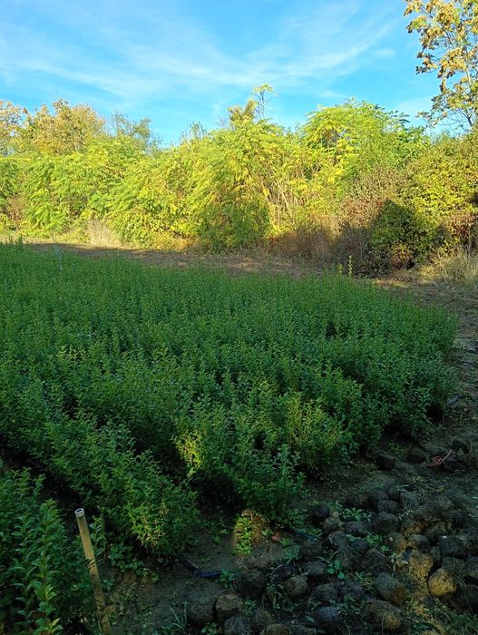 Продавам вечнозелен Лигуструм (Ligustrum Ovalifolium) на гол корен!
