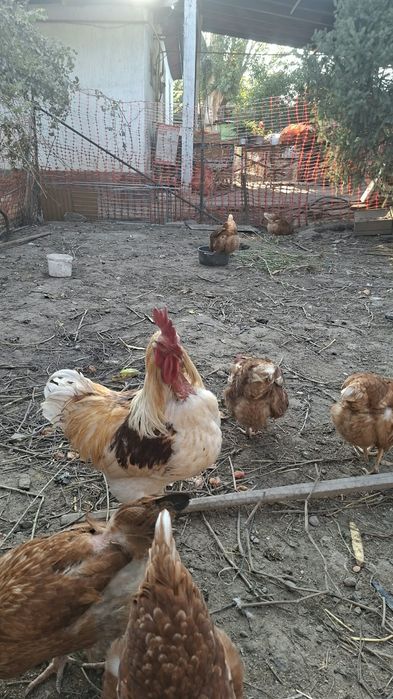продам петуха ломан браун