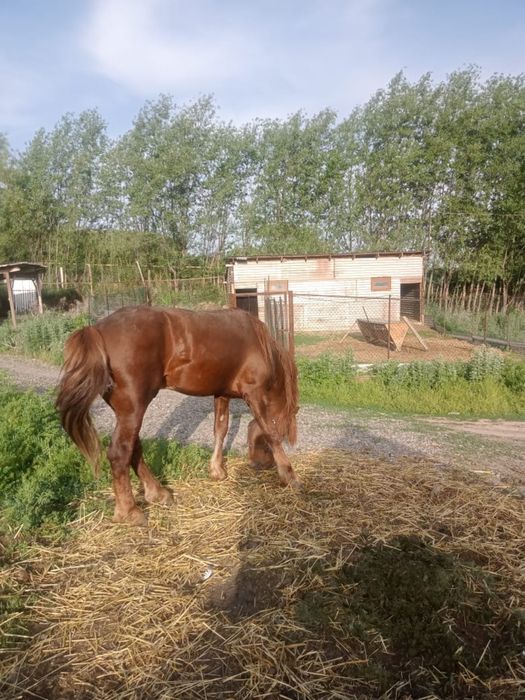 Лошадь лошадьььь