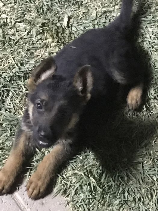 Шенки чистокровные авчарки