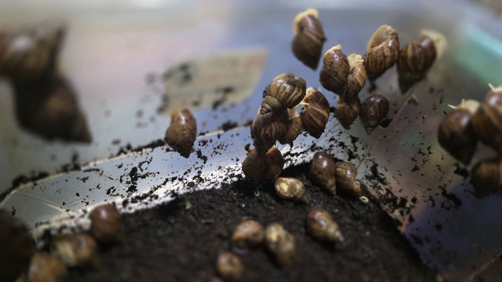 Продам улиток Ахатин разных размеров