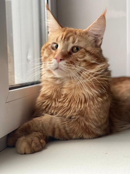 Продам кота Мейн-куна