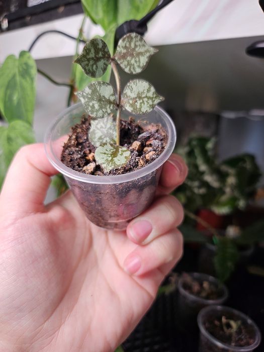 Продам хойю куртиси