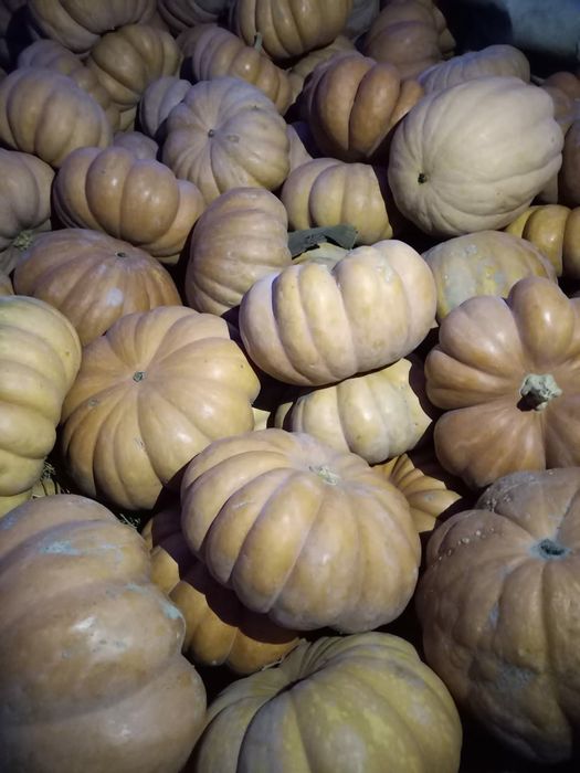 Кормовая тыква для животных фото Кормовая тыква для животных фото