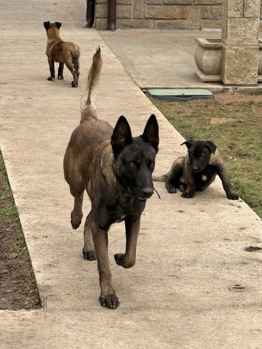 Белгийска овчарка Малиноа