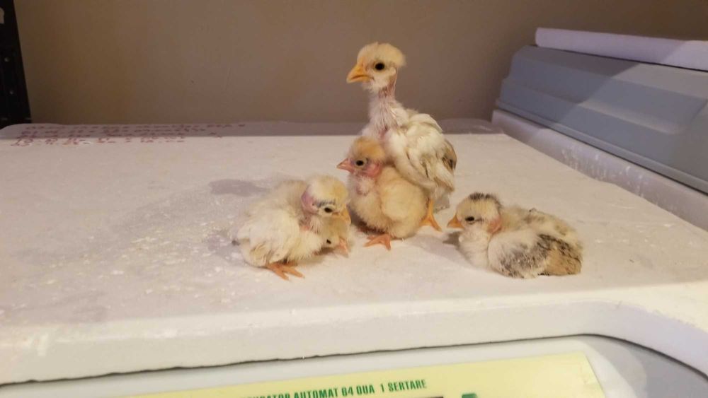 Vand pui Australorp, Plymouth, Marans, Araucana, Ameraucana,  pitice