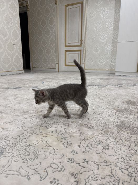 Мушик сотилади, британский шиншила