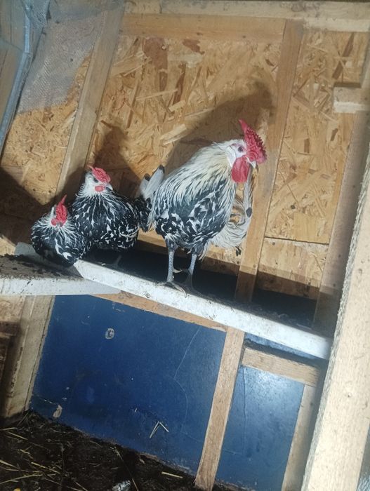 Familie Hamburg formată dintr un cocoș și două gaini