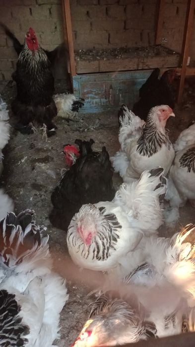 Птицы брамм продаються