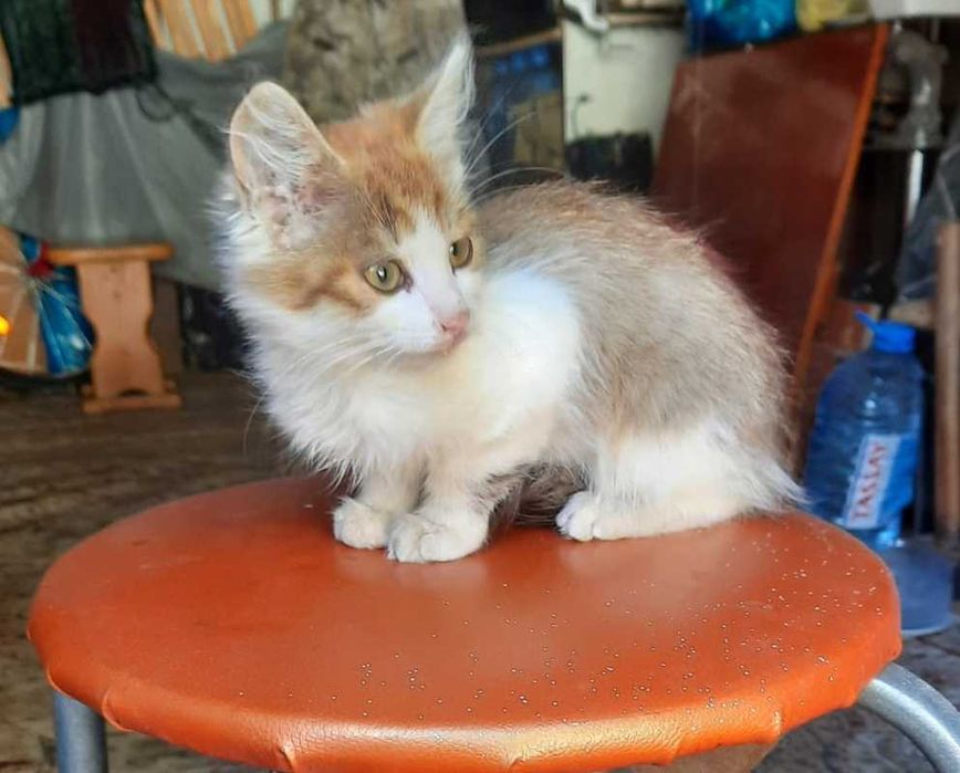 Котенок в добрые руки