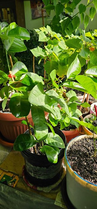 Продам цветы комнатные