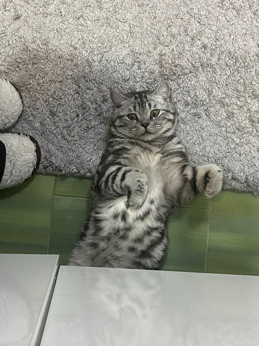 Отдам в добрые руки