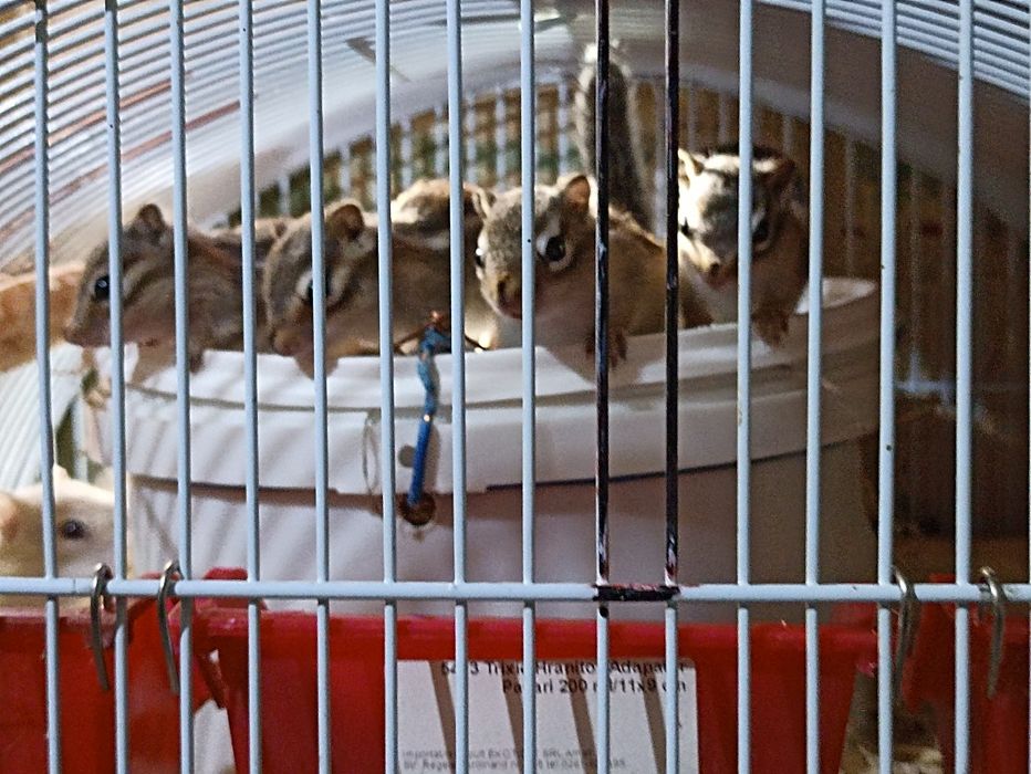 Vînd veverițe siberiene albe și maro , frumoase și jucăușe .