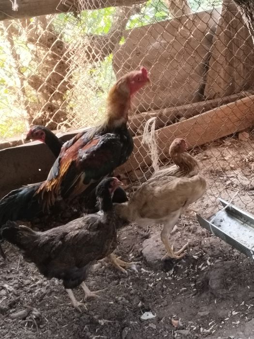 Продам куры и дакана